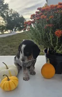 Luna, a female Australian Cattle Dog for sale in Horse Cave, KY – 9 of 9