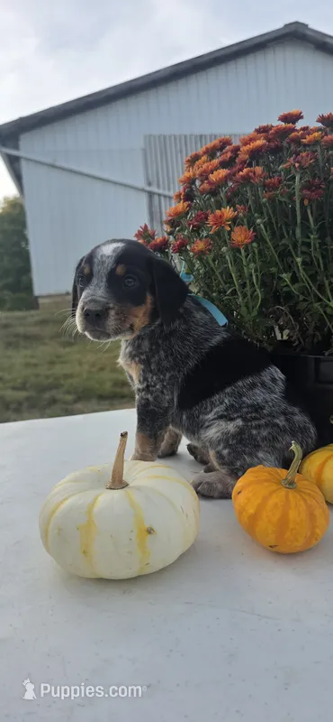 Teddy – Australian Cattle Dog puppy for sale in Horse Cave, KY
