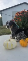 Teddy, a male Australian Cattle Dog for sale in Horse Cave, KY – 1 of 5