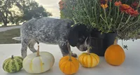 Buster, a male Australian Cattle Dog for sale in Horse Cave, KY – 5 of 5