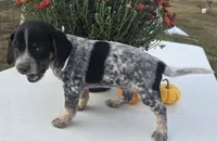 Nova, a female Australian Cattle Dog for sale in Horse Cave, KY – 7 of 7