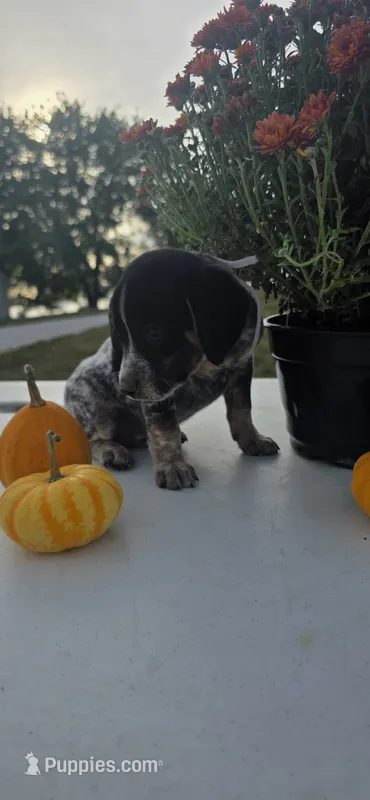 Nova – Australian Cattle Dog puppy for sale in Horse Cave, KY