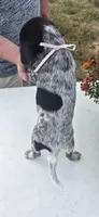 Nova, a female Australian Cattle Dog for sale in Horse Cave, KY – 6 of 7