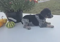 Zoey, a female Australian Cattle Dog for sale in Horse Cave, KY – 2 of 6
