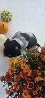 Scout, a male Australian Cattle Dog for sale in Horse Cave, KY – 3 of 6