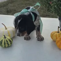 Toby, a male Australian Cattle Dog for sale in Horse Cave, KY – 2 of 6