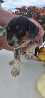 Max, a male Australian Cattle Dog for sale in Horse Cave, KY – 6 of 6
