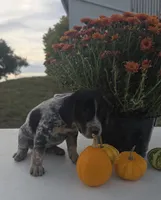 Nova, a female Australian Cattle Dog for sale in Horse Cave, KY – 3 of 7