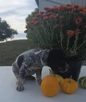 Nova, a female Australian Cattle Dog for sale in Horse Cave, KY – 4 of 7