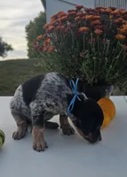 Ace, a male Australian Cattle Dog for sale in Horse Cave, KY – 5 of 6