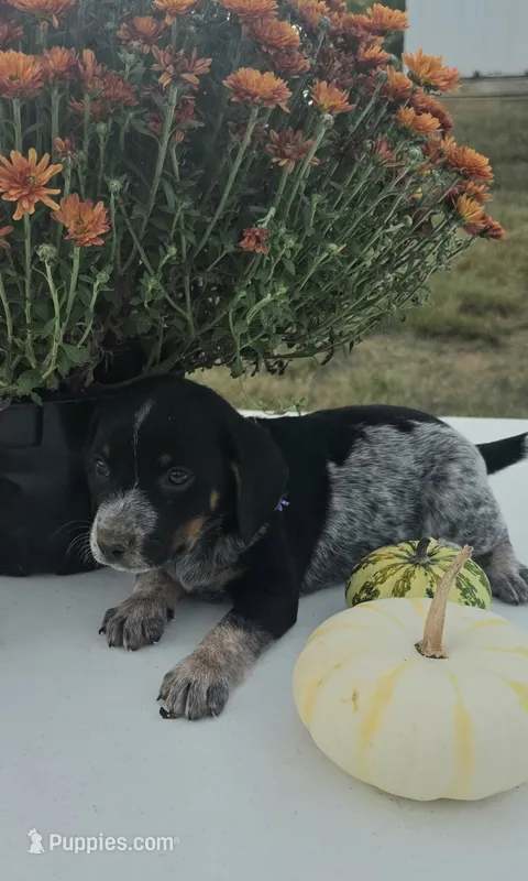 Zoey – Australian Cattle Dog puppy for sale in Horse Cave, KY