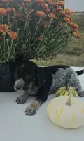 Zoey, a female Australian Cattle Dog for sale in Horse Cave, KY – 1 of 6