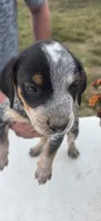 Buddy, a male Australian Cattle Dog for sale in Horse Cave, KY – 3 of 7