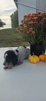 Luna, a female Australian Cattle Dog for sale in Horse Cave, KY – 3 of 9