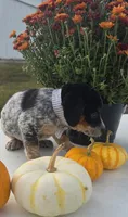 Scout, a male Australian Cattle Dog for sale in Horse Cave, KY – 2 of 6