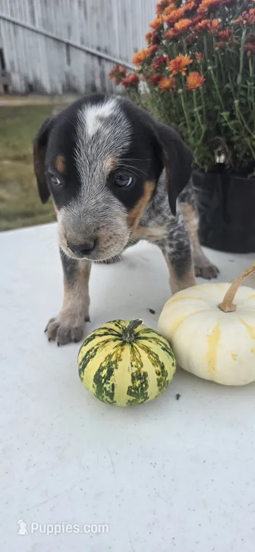 Buddy – Australian Cattle Dog puppy for sale in Horse Cave, KY