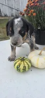 Buddy, a male Australian Cattle Dog for sale in Horse Cave, KY – 1 of 7