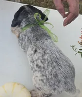 Max, a male Australian Cattle Dog for sale in Horse Cave, KY – 3 of 6