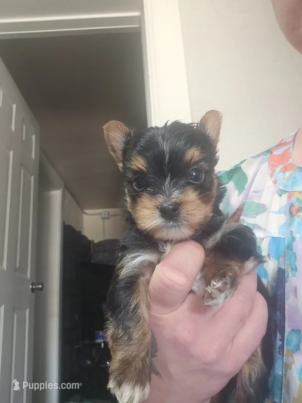 Yorkie F, a female Yorkshire Terrier for sale in Denver, CO – 1 of 3