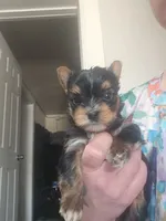Yorkie F, a female Yorkshire Terrier for sale in Denver, CO – 1 of 3