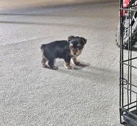 Yorkie | Biewer , a female Yorkshire Terrier for sale in Denver, CO – 7 of 7