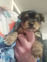Yorkie F, a female Yorkshire Terrier for sale in Denver, CO – 2 of 3