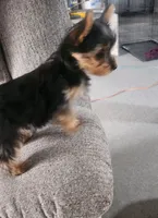 Yorkie Yorkshire Terrier , a female Yorkshire Terrier for sale in Colorado Springs, CO – 3 of 3