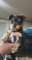 Yorkie | Biewer , a female Yorkshire Terrier for sale in Colorado Springs, CO – 5 of 5
