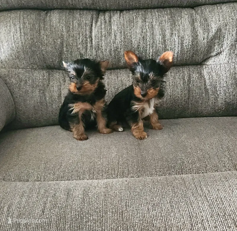 Yorkie Yorkshire Terrier F/M – Yorkshire Terrier puppy for sale in Colorado Springs, CO