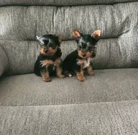 Yorkie Yorkshire Terrier F/M, a female Yorkshire Terrier for sale in Colorado Springs, CO – 1 of 3