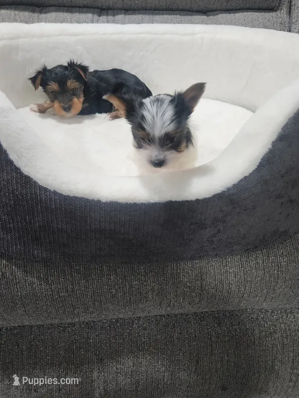 Male – Yorkshire Terrier puppy for sale in Colorado Springs, CO