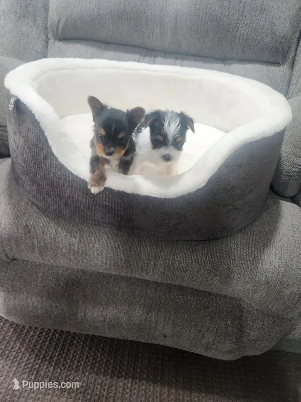 Yorkie | Biewer  – Yorkshire Terrier puppy for sale in Denver, CO