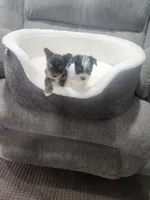 Yorkie | Biewer , a female Yorkshire Terrier for sale in Denver, CO – 1 of 7