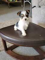 Yorkie | Biewer , a female Yorkshire Terrier for sale in Colorado Springs, CO – 3 of 5