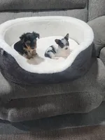 Male, a male Yorkshire Terrier for sale in Colorado Springs, CO – 2 of 3