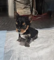 Yorkie Yorkshire Terrier F/M, a female Yorkshire Terrier for sale in Colorado Springs, CO – 2 of 3