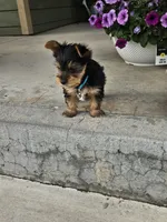 Yorkie Yorkshire Terrier F/M, a female Yorkshire Terrier for sale in Colorado Springs, CO – 3 of 3