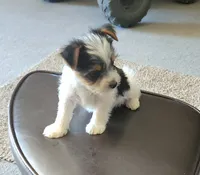 Yorkie | Biewer , a female Yorkshire Terrier for sale in Colorado Springs, CO – 2 of 5