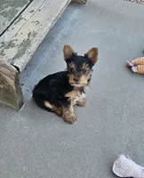 Yorkshire Terrier Male, a male Yorkshire Terrier for sale in Colorado Springs, CO – 1 of 2