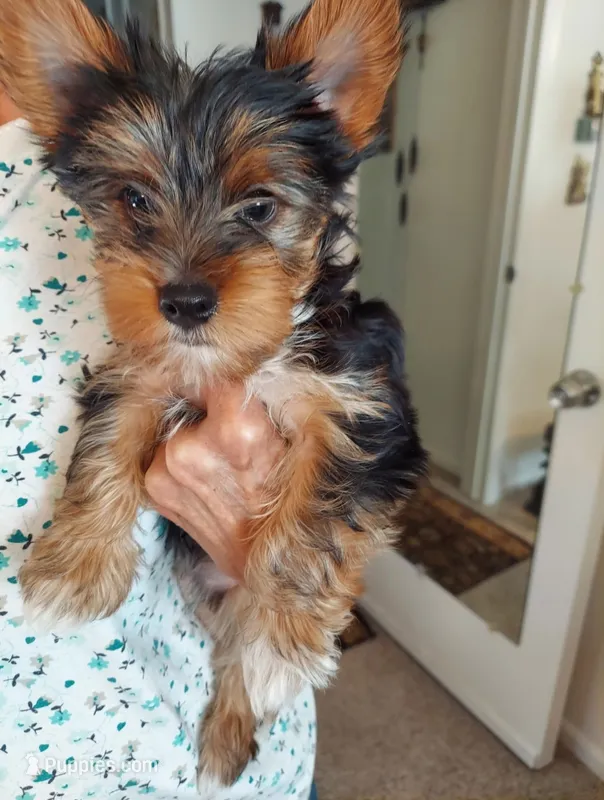 Male – Yorkshire Terrier puppy for sale in Colorado Springs, CO