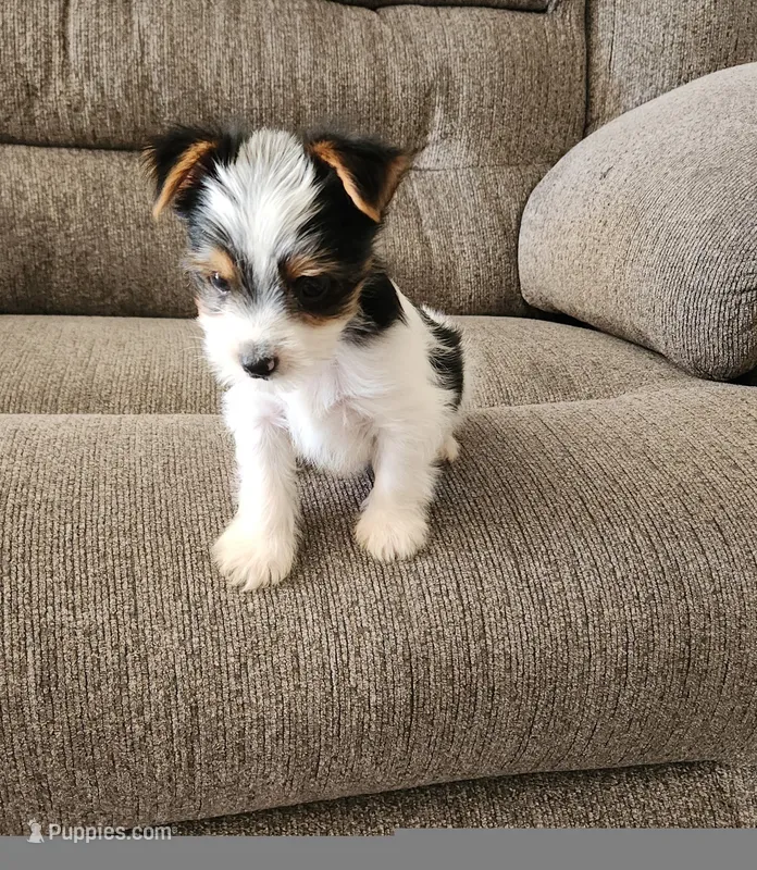 Yorkie | Biewer  – Yorkshire Terrier puppy for sale in Colorado Springs, CO