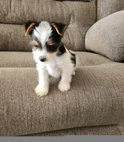 Yorkie | Biewer , a female Yorkshire Terrier for sale in Colorado Springs, CO – 1 of 5
