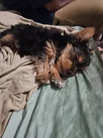 Yorkshire Terrier Male, a male Yorkshire Terrier for sale in Colorado Springs, CO – 2 of 2