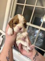 Lady’s boy “Red”, a male Cavalier King Charles Spaniel for sale in Peabody, MA – Photo 5 of 5