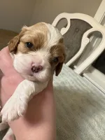 Lady’s boy “Red”, a male Cavalier King Charles Spaniel for sale in Peabody, MA – Photo 2 of 5