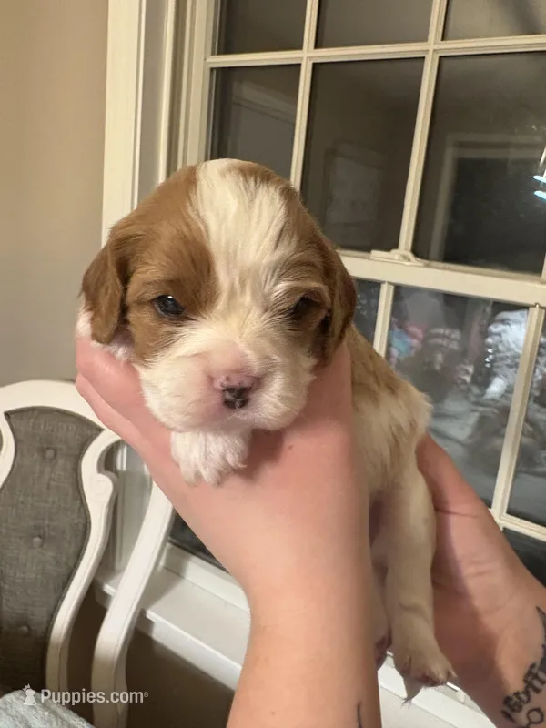 Lady’s boy “Red”