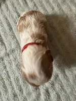 Lady’s boy “Red”, a male Cavalier King Charles Spaniel for sale in Peabody, MA – Photo 4 of 5