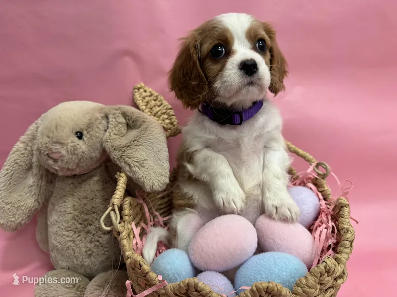 Lady’s girl “Purple”