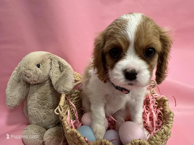 Lady’s girl “Purple”