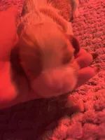 Lady’s girl “Purple”, a female Cavalier King Charles Spaniel for sale in Peabody, MA – Photo 2 of 5